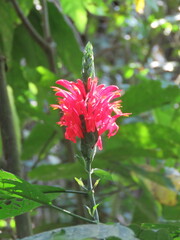 Pachystachys coccinea