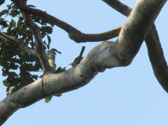 Campylorhynchus turdinus