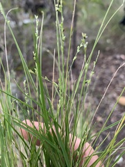 Setaria brownii