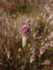 Ptilotus schwartzii