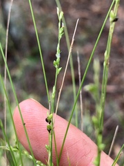 Setaria brownii