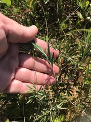 Andromeda polifolia latifolia