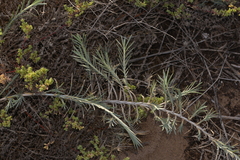 Acanthocarpus preissii