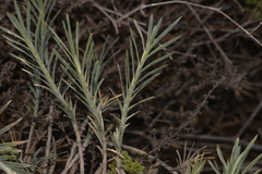 Acanthocarpus preissii