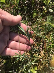 Andromeda polifolia latifolia