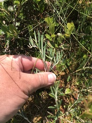 Andromeda polifolia latifolia