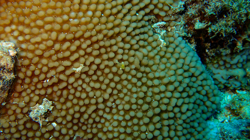 Montipora verrucosa observed 2022-08-06