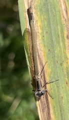 Erythromma najas