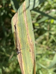 Erythromma najas