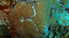 Montipora verrucosa