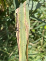 Erythromma najas