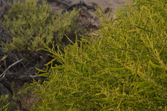 Acacia rostellifera