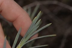 Acanthocarpus preissii