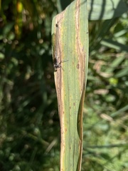 Erythromma najas
