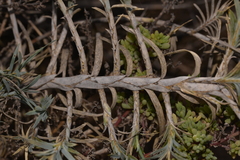 Acanthocarpus preissii