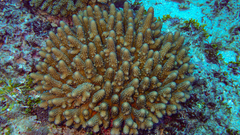 Acropora globiceps