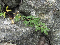Cardamine bipinnata
