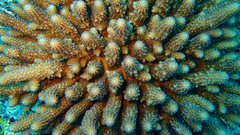 Acropora globiceps