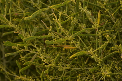 Acacia rostellifera