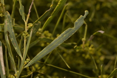 Acacia rostellifera