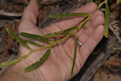 Acacia rostellifera
