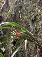 Billbergia amoena