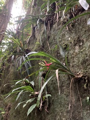 Billbergia amoena