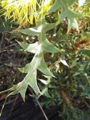 Banksia armata