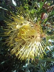 Banksia armata