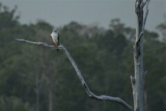 Accipiter poliocephalus