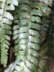 Microlepia obtusiloba