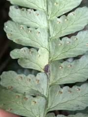 Microlepia obtusiloba