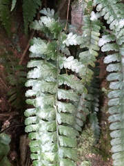 Microlepia obtusiloba