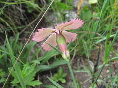 Dianthus caucaseus