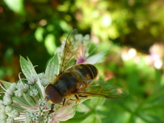 Eristalina