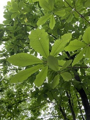 Aesculus