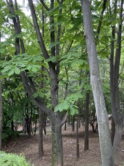 Aesculus