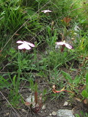 Dianthus caucaseus