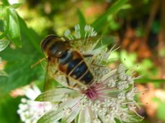 Eristalina