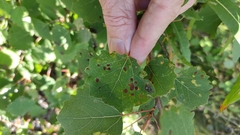 Aceria varia