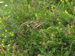 Bromus variegatus