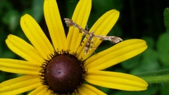 Geina periscelidactylus