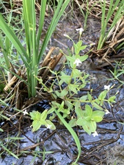 Lindernia procumbens