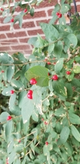 Amelanchier