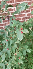 Amelanchier