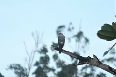Accipiter poliocephalus