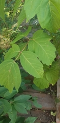 Magnoliopsida
