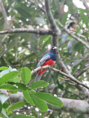 Trogon curucui