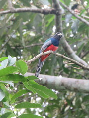Trogon curucui