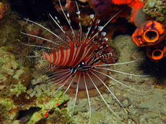 Pterois antennata
